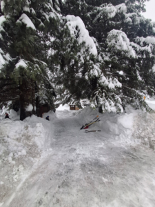 A well-cleared snow path winding through trees, showcasing snow removal by Palma Construction in Paramus, NJ.