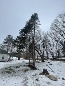 A snowy yard with visible tree stumps and pine trees, indicating recent tree removal services by Russell Tree Works & Firewood Sales in Augusta, ME.