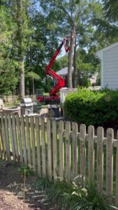 A red spider lift extended into a tall tree for efficient tree removal services by Absolute Tree, Inc. in Alexandria, VA.