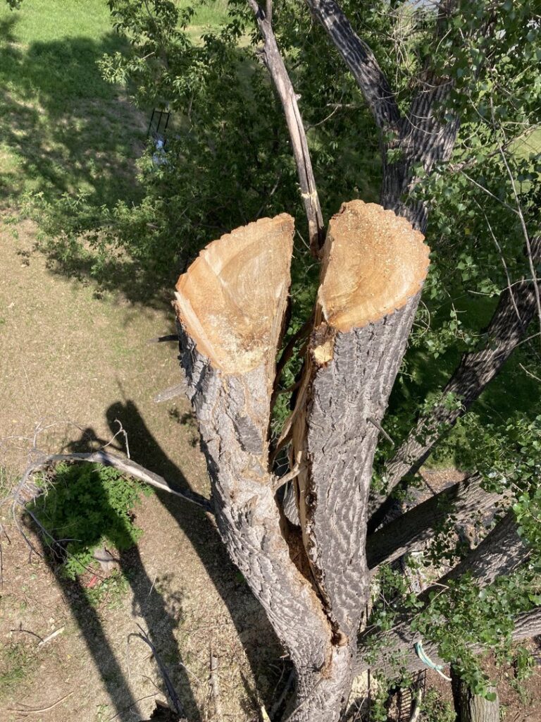 A close-up view from above of a large, split tree trunk that has been cut, showing tree removal work by Affordable Tree Service in Dickinson, ND.