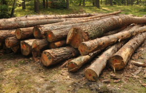 A large stack of freshly cut logs from a tree removal service by Poor Folks Tree Service, Inc. in Virginia Beach, VA.