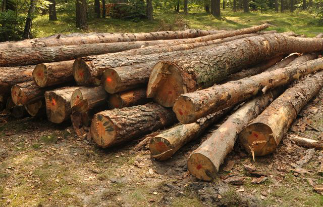 A large stack of freshly cut logs from a tree removal service by Poor Folks Tree Service, Inc. in Virginia Beach, VA.