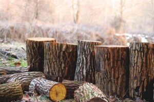 Neatly stacked cut logs in a forest setting, ready for removal by Alex's Tree Services in Seattle, WA.