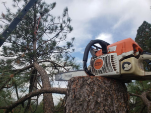 A Stihl chainsaw resting on a freshly cut tree trunk amidst pine branches by Maxum Tree Service in Grass Valley, CA.