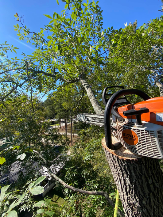 A Stihl chainsaw resting on a freshly cut tree stump, indicating recent tree removal work by Infinity Tree Service in Augusta, GA.