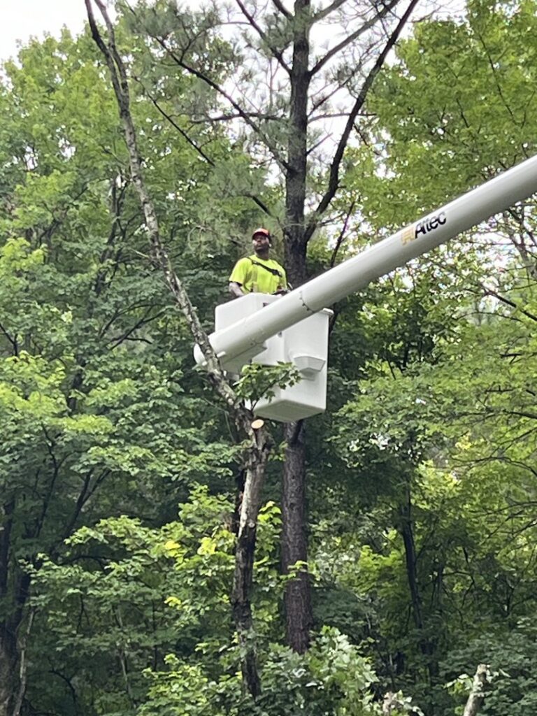 A Gibbs Tree Service worker clearing snow-covered branches from a damaged tree during storm cleanup in Seaford, DE.