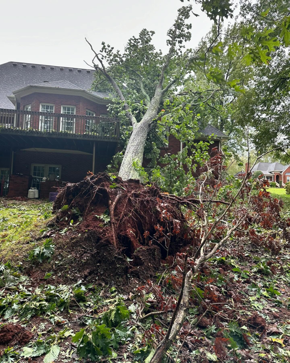 A large fallen tree with exposed roots next to a house, showing storm damage repair by Four Seasons Building & Remodeling in Mauldin, SC.