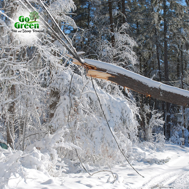Broken tree branch on power lines after snowstorm, requiring removal by Go Green Tree and Stump Removal in Blue Springs, MO.