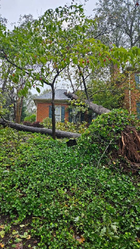 A large fallen tree blocking a driveway after storm damage, ready for removal by Rapid Response Crew in Charlotte, NC.