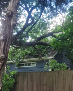 A large tree branch fallen onto a shed roof, requiring storm damage tree removal from A New Image Property Maintenance in Olive Branch, MS.