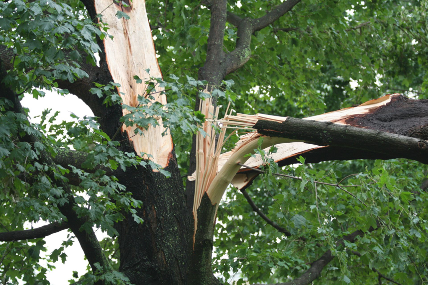 A large tree branch broken by storm damage, indicating emergency tree service needs from Poor Folks Tree Service, Inc. in Virginia Beach, VA.
