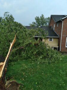 A large storm-damaged tree fallen across a lawn, ready for cleanup by G.O.'s Tree Service in Pittsburgh, PA