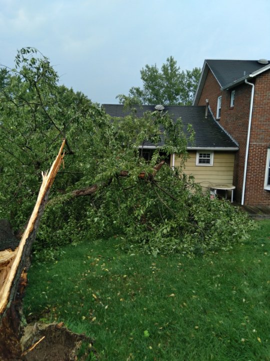 A large storm-damaged tree fallen across a lawn, ready for cleanup by G.O.'s Tree Service in Pittsburgh, PA