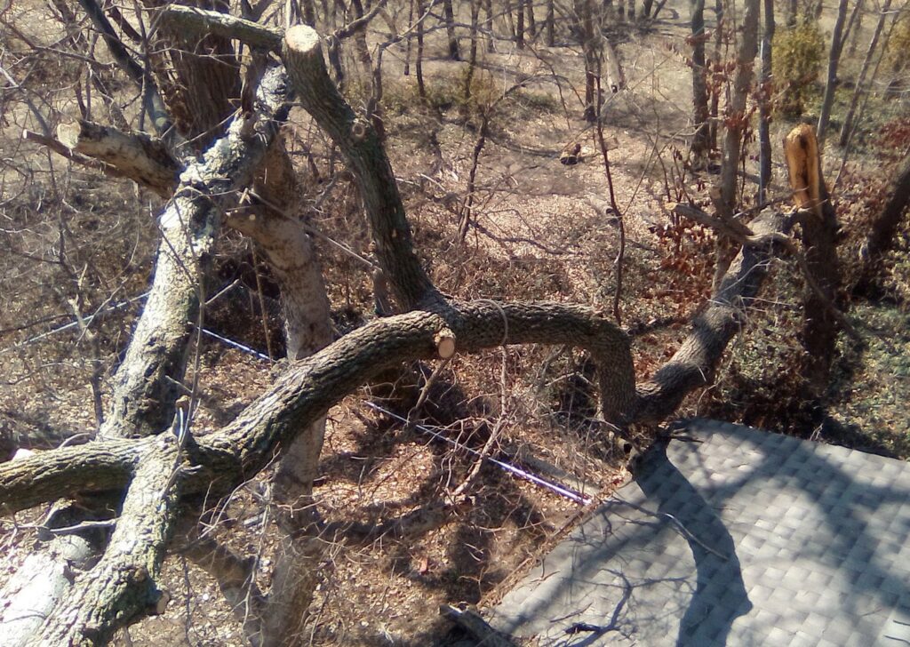 A storm-damaged tree branch fallen onto a roof, requiring removal by Humbolt Tree Service in Wichita, KS
