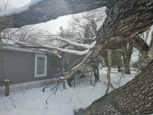 A large storm-damaged tree branch covered in snow, requiring cleanup from Robert Burk Tree & Landscaping LLC in Milford, DE.