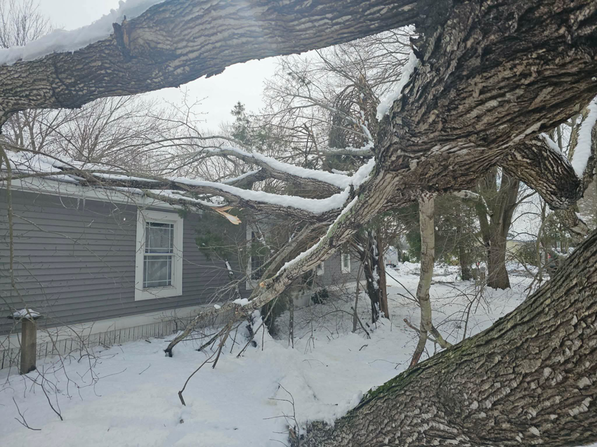 A large storm-damaged tree branch covered in snow, requiring cleanup from Robert Burk Tree & Landscaping LLC in Milford, DE.