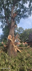 A large tree with broken branches, likely from storm damage, requiring service from Middle Tennessee Tree Service in Cookeville, TN.