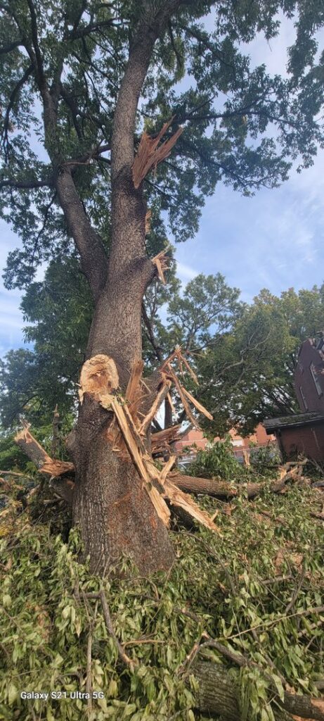 A large tree with broken branches, likely from storm damage, requiring service from Middle Tennessee Tree Service in Cookeville, TN.