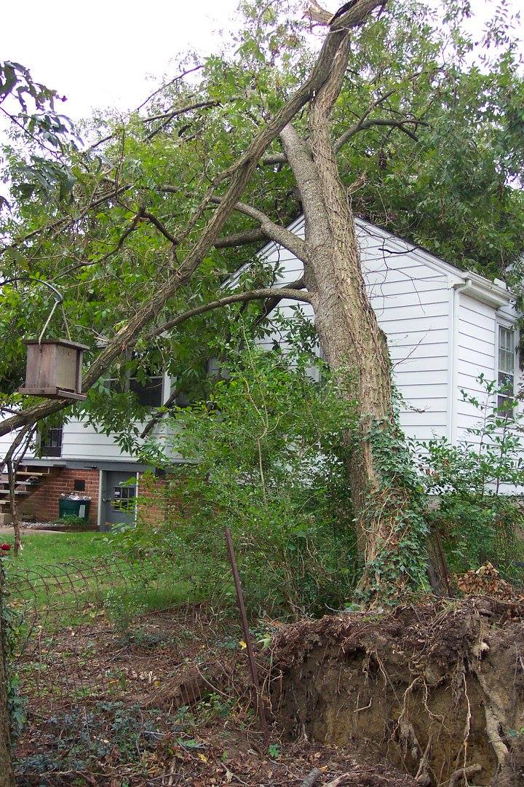 A large storm-damaged tree fallen onto a house, requiring emergency tree service from James River Tree Service in Midlothian, VA.