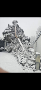 A large, snow-covered tree broken and fallen next to a building, indicating storm damage requiring removal by Hank's Tree Service in Knoxville, TN