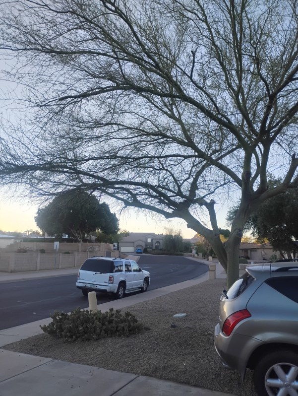Large street tree with branches trimmed for clearance by Two Brothers Lawn & Tree Service in Fort Worth, TX.