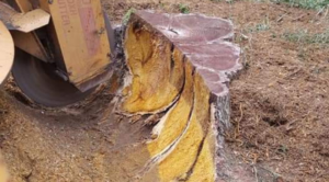A close-up view of a stump grinder actively removing a tree stump, creating wood chips for AJ'S Stump Grinding in Bauxite, AR.
