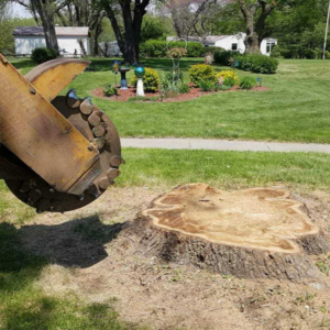 A close-up of a stump grinder blade positioned next to a large tree stump for removal by AJ'S Stump Grinding in Bauxite, AR.
