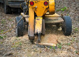 A stump grinder actively removing a tree stump, creating wood chips, a service offered by BA Robinson Tree Service in Saint George, UT.