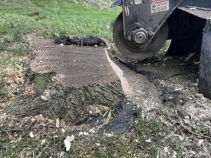 A stump grinder actively removing a tree stump, a service provided by JN Services LLC in Des Moines, IA.