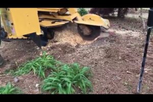 A yellow stump grinder actively working on a tree stump, demonstrating stump removal services by Schnell Tree Services LLC in Fayetteville, NC.