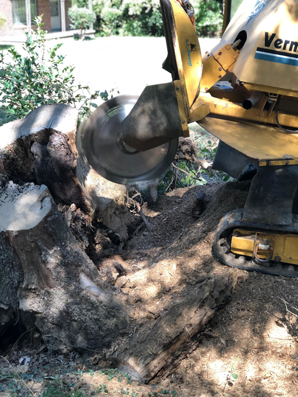 A professional stump grinder actively removing a tree stump, performed by Skidmore's Tree Service in Winston-Salem, NC.