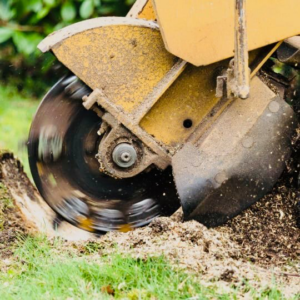 A powerful stump grinder in action, removing a tree stump for Synergy Trees in Atlanta, GA.