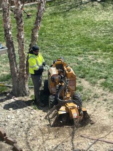 A tree service worker operating a stump grinder to remove a tree stump for South "O" Tree and Stump in Omaha, NE.