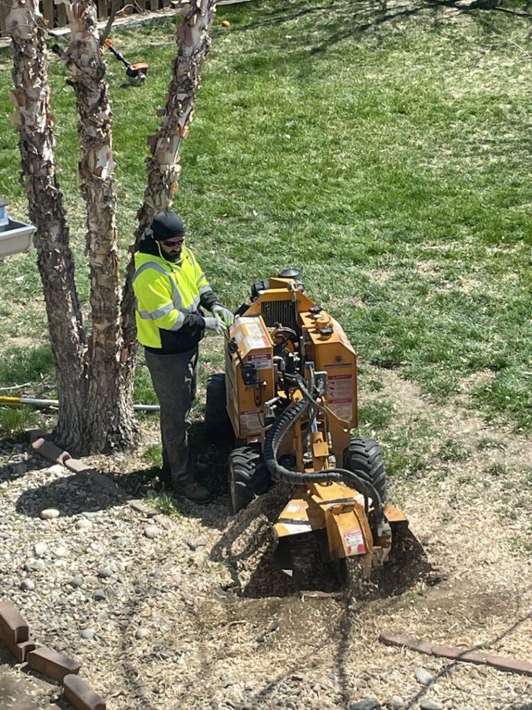 A tree service worker operating a stump grinder to remove a tree stump for South "O" Tree and Stump in Omaha, NE.
