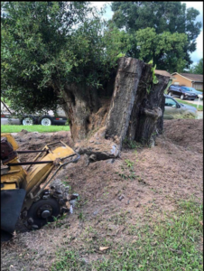 A stump grinder machine actively removing a large tree stump for Green Land Tree services in Knoxville, TN