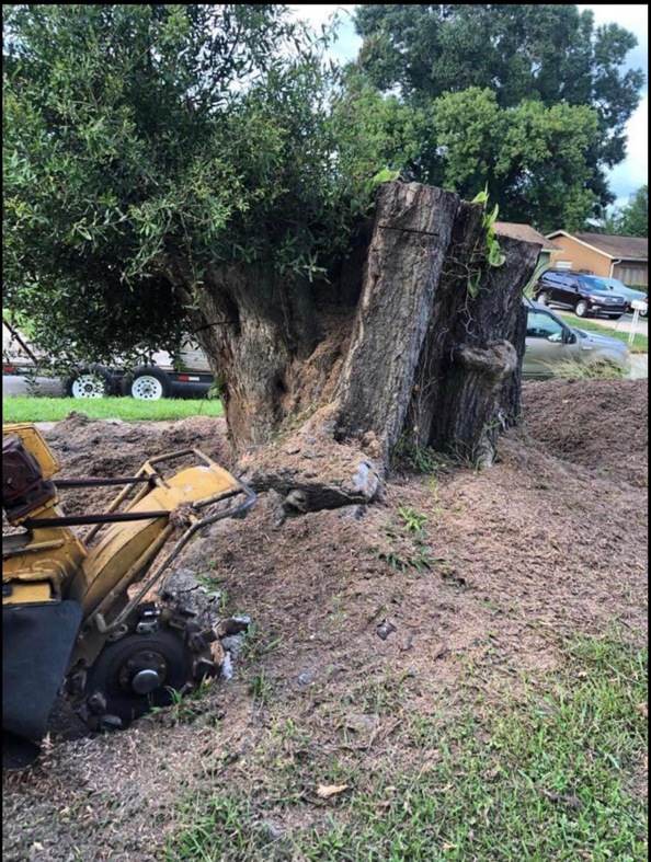 A stump grinder machine actively removing a large tree stump for Green Land Tree services in Knoxville, TN