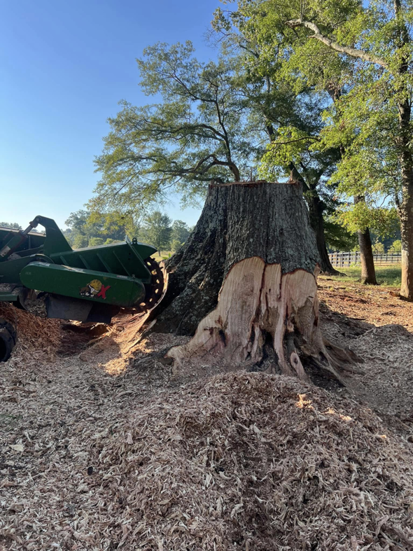 A green stump grinder machine in action, removing a large tree stump and creating wood chips for Manley's Stump Grinding in Opelika, AL.