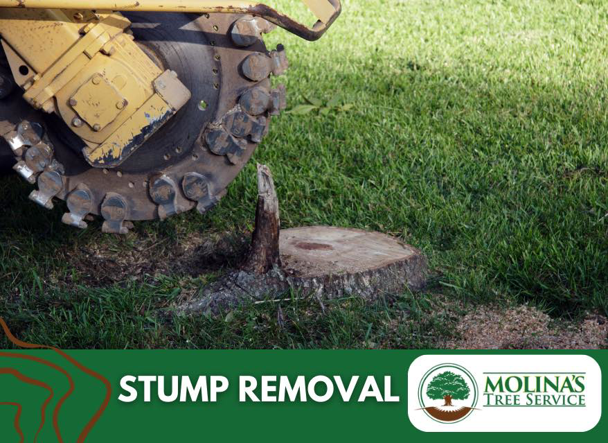 A stump grinder machine removing a tree stump at Molina's Tree Service in Poughkeepsie, NY