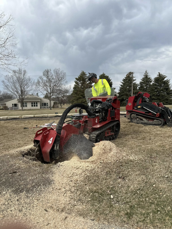 A powerful stump grinder removes a tree stump, creating wood chips for Rooted Treeworks in Plymouth, MN.
