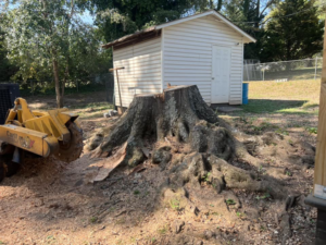 A yellow stump grinder machine actively working on a large tree stump with exposed roots at a property in Opelika, AL by Manley's Stump Grinding.