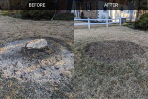 A before and after comparison showing a tree stump removed by grinding, a service provided by Grind Time Tree Service in Wilmington, DE.