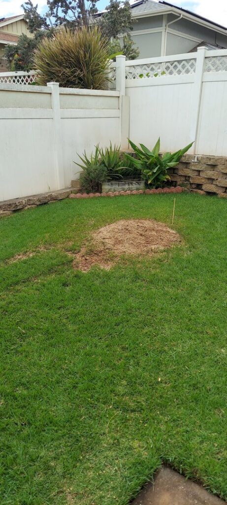 A mound of wood chips on a lawn, indicating recent stump grinding service by Ohana Tree Services in Mililani, HI.