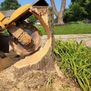 A stump grinder actively removing a tree stump for Go Green Tree and Stump Removal in Blue Springs, MO.