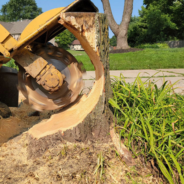 A stump grinder actively removing a tree stump for Go Green Tree and Stump Removal in Blue Springs, MO.