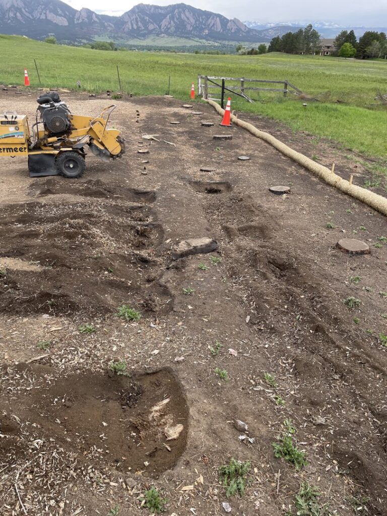 A landscape showing multiple tree stumps and a stump grinder, indicating stump removal services by Langley's Tree Specialist in Greeley, CO.