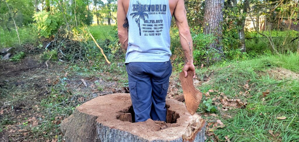 A TreeWorld crew member in Jacksonville, FL, demonstrates a completed stump grinding and removal service.