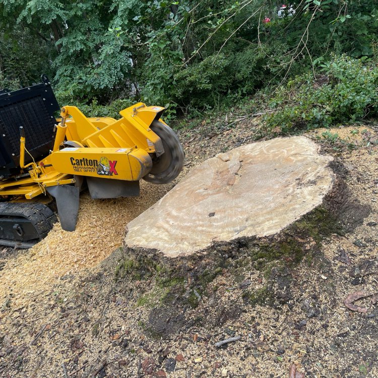A professional stump grinder actively removing a large tree stump, a service provided by Absolute Tree, Inc. in Alexandria, VA.
