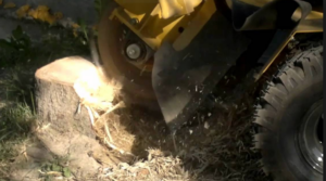 A professional stump grinding service in progress by Des Moines Professional Tree Trimming Services in West Des Moines, IA.