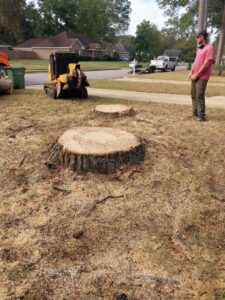 A stump grinder machine next to two large tree stumps, with a worker nearby, performing stump grinding service by Jacinto's Tree Services in Montgomery, AL.