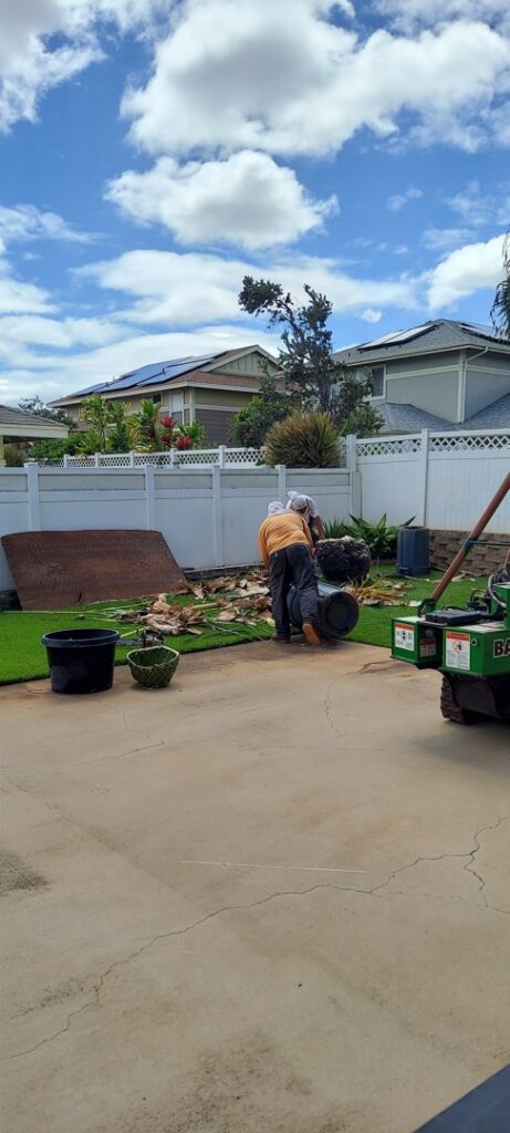 Two tree service workers operating a stump grinder on a residential lawn for Ohana Tree Services in Mililani, HI.